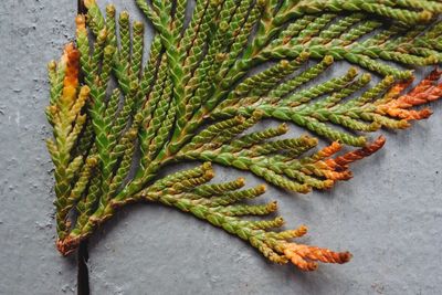 High angle view of green leaf on plant