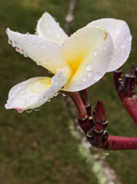 Close-up of wet flower