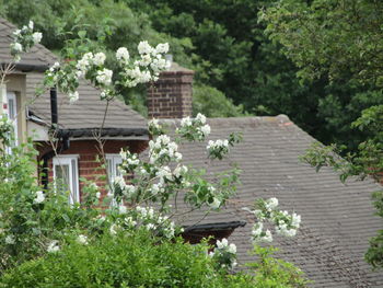 Flowering plants and trees by building