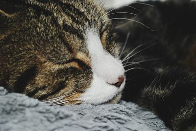 Close-up of cat sleeping