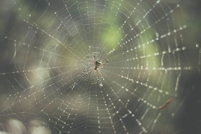 Close-up of spider web