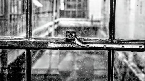 Close-up of bird on window