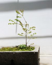 Close-up of small potted plant against wall