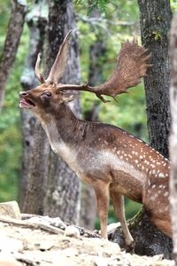 Side view of deer on tree trunk