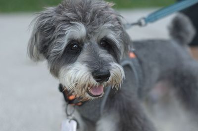 Close-up portrait of dog