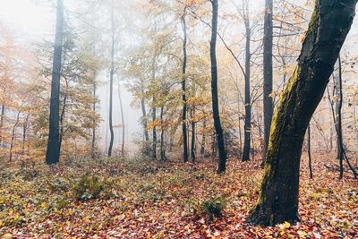 Sunlight streaming through trees in forest during autumn