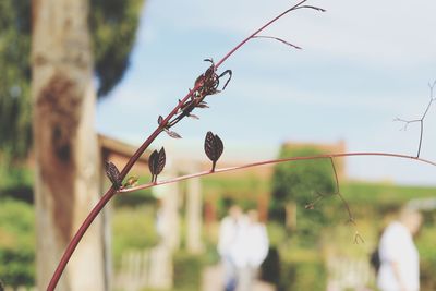 Close-up of berries growing on plant against sky