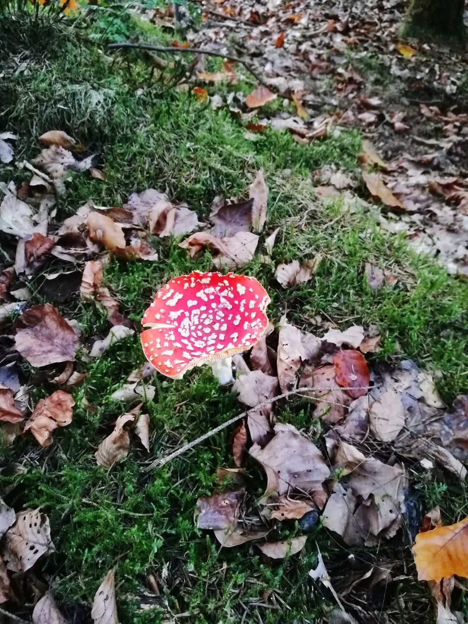 mushroom, toadstool, fungus, fly agaric mushroom, nature, growth, high angle view, field, leaf, grass, fly agaric, outdoors, day, beauty in nature, no people, fragility, red, close-up, freshness