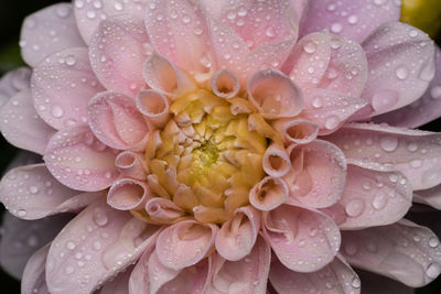 Close-up of raindrops on flower