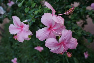 Close-up of pink flowers