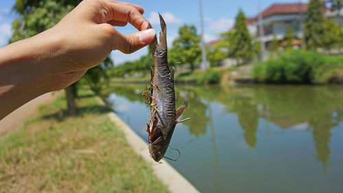 Close-up of hand holding fish