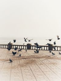 Seagulls perching on a tiled floor against sea