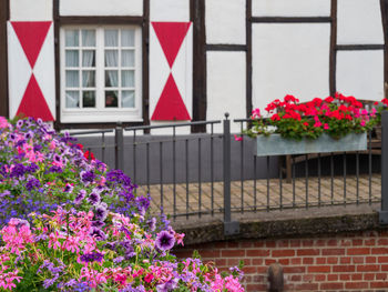 Close-up of pink flowering plant against building