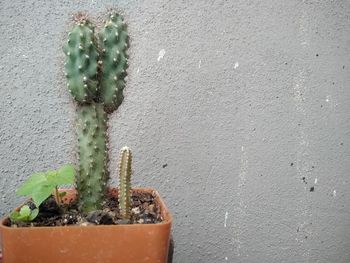 Close-up of potted plant against wall