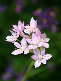 Close-up of flowers blooming outdoors