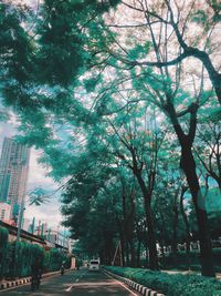 Trees in city