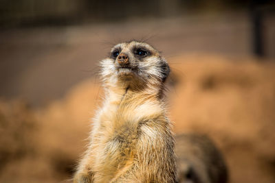 Meerkat looking away