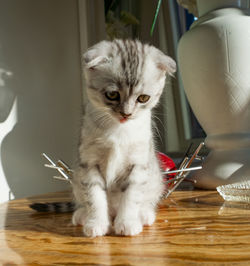 Cat sitting on table at home