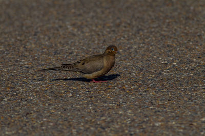 High angle view of bird on street