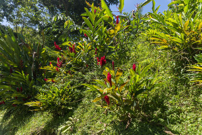 Red flowering plants and trees on field