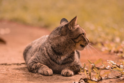 Close-up of a cat looking away