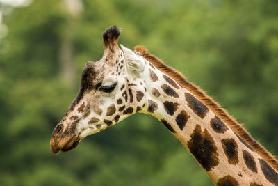 Close-up of giraffe against trees