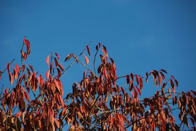 Low angle view of plants against clear blue sky