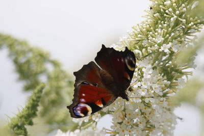 Close-up of butterfly on plant