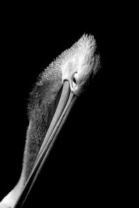 Close-up of pelican against black background