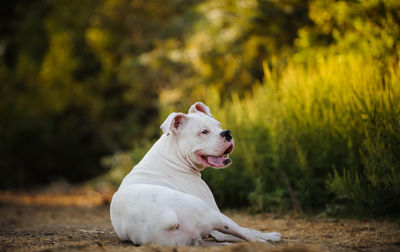 Dog sitting on dirt road by grass