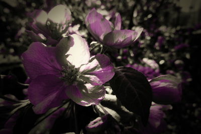 Close-up of purple flowering plant