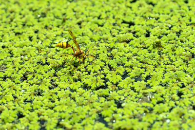 Close-up of insect on plant