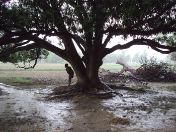 Trees growing in river