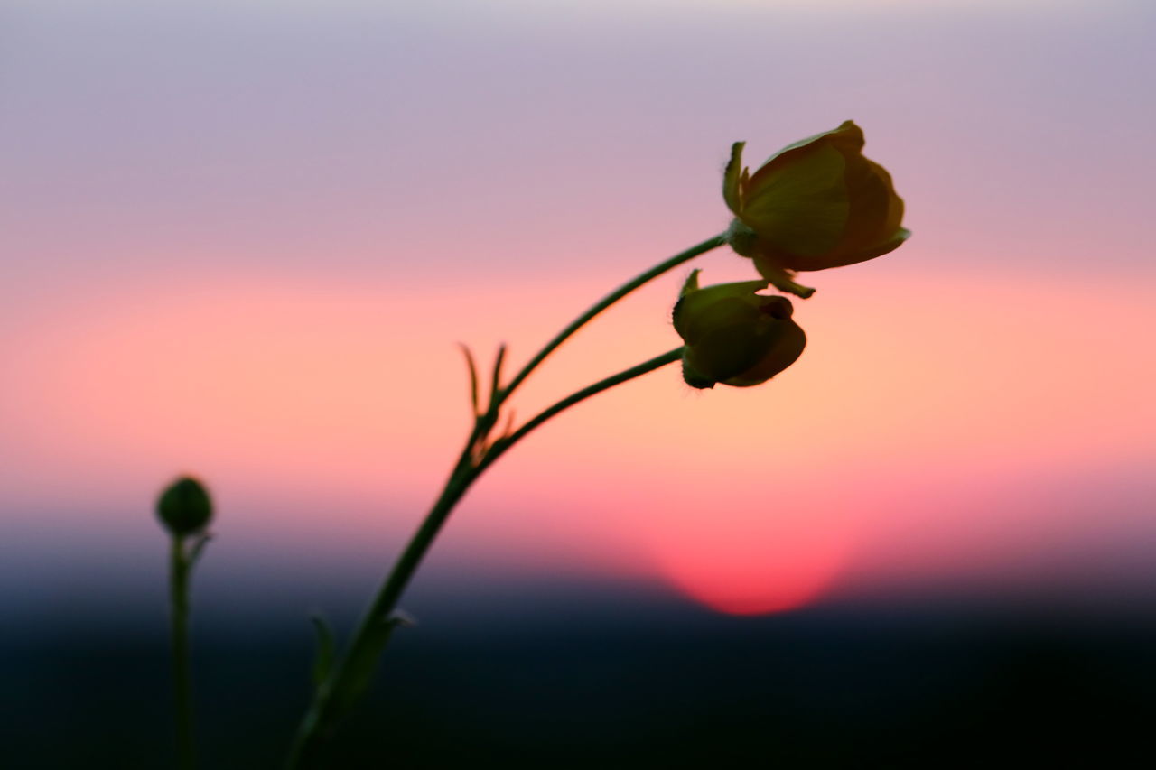 beauty in nature, growth, plant, sunset, close-up, flower, nature, flowering plant, focus on foreground, freshness, sky, fragility, orange color, no people, vulnerability, plant stem, tranquility, bud, outdoors, silhouette, sepal