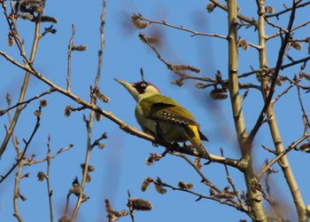 Low angle view of bird perching on tree