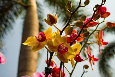 Low angle view of flowering plants