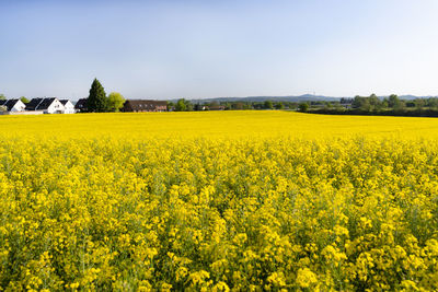 Scenic view of oilseed rape field against sky