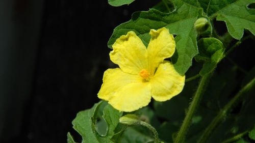 Close-up of yellow flower