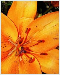 Close-up of yellow flower