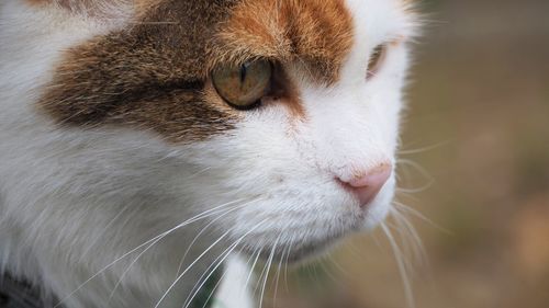 Close-up of cat looking away