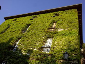 Low angle view of ivy on building
