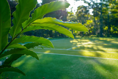 Close-up of leaves against blurred background