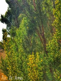 Close-up of tree against sky