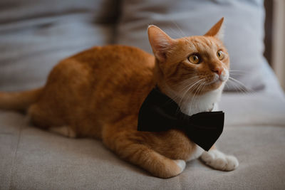 Cat with boe tie lying down