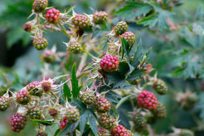 Close-up of berries growing on plant