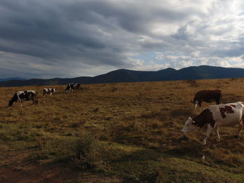 Cows grazing on field against sky