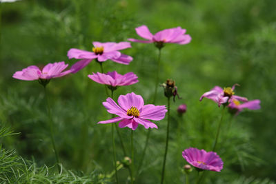 Close-up of insect on pink flowering plant