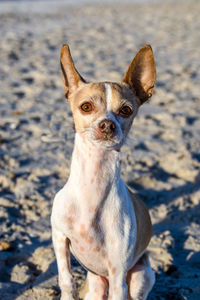 Portrait of dog in the sand