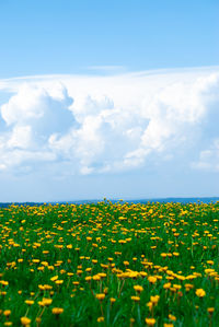 Yellow flowering plants on field against sky