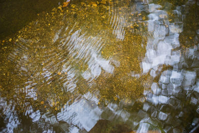 Reflection of trees in water